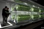 Hive-Inn City Farm cultivos vegetales en contenedores