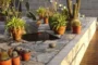 cactus patio de Casa Farellones